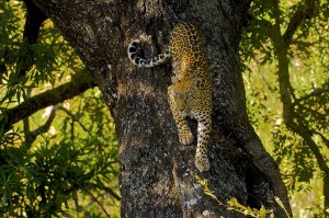 Leopard_Tree_AdF