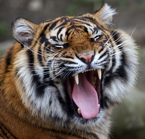 (Photo of the Satisfied Tiger by Tony Hisgett)